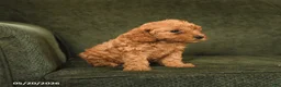 Cockapoo dogs for sale: Hazel - Ad 2