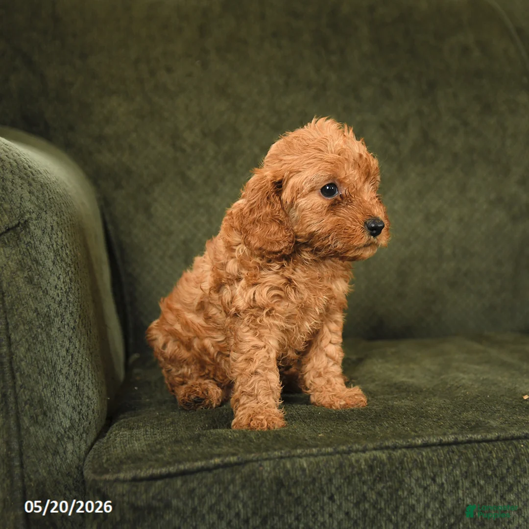 Cockapoo dogs for sale: Hazel - Ad 2
