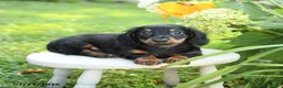 Miniature Dachshund dogs for sale: Felix - Ad 3