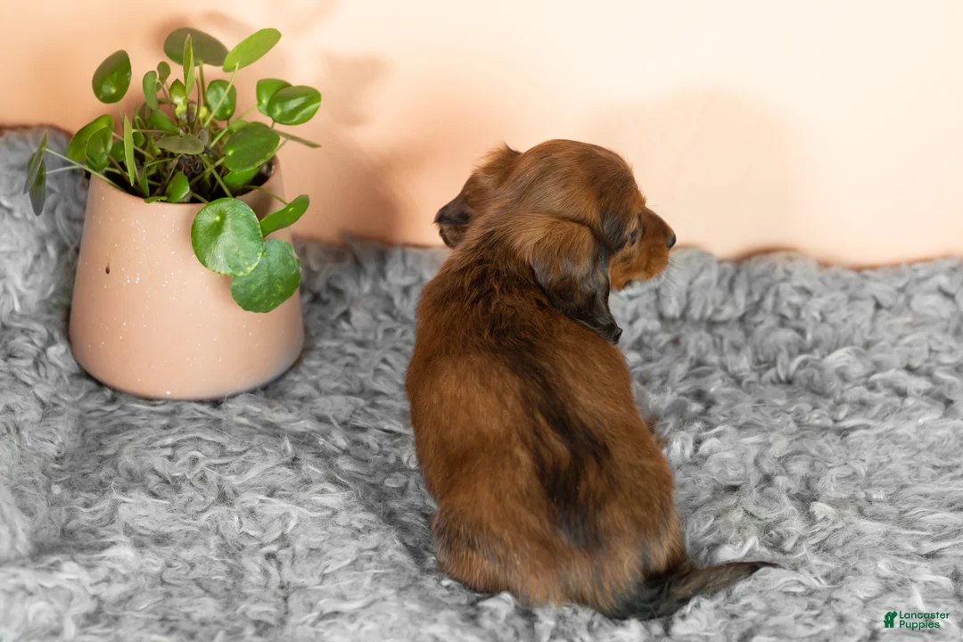 Miniature Dachshund dogs for sale: Chloe  - Ad 4