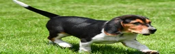 Beagle dogs for sale: Sammy - Ad 7