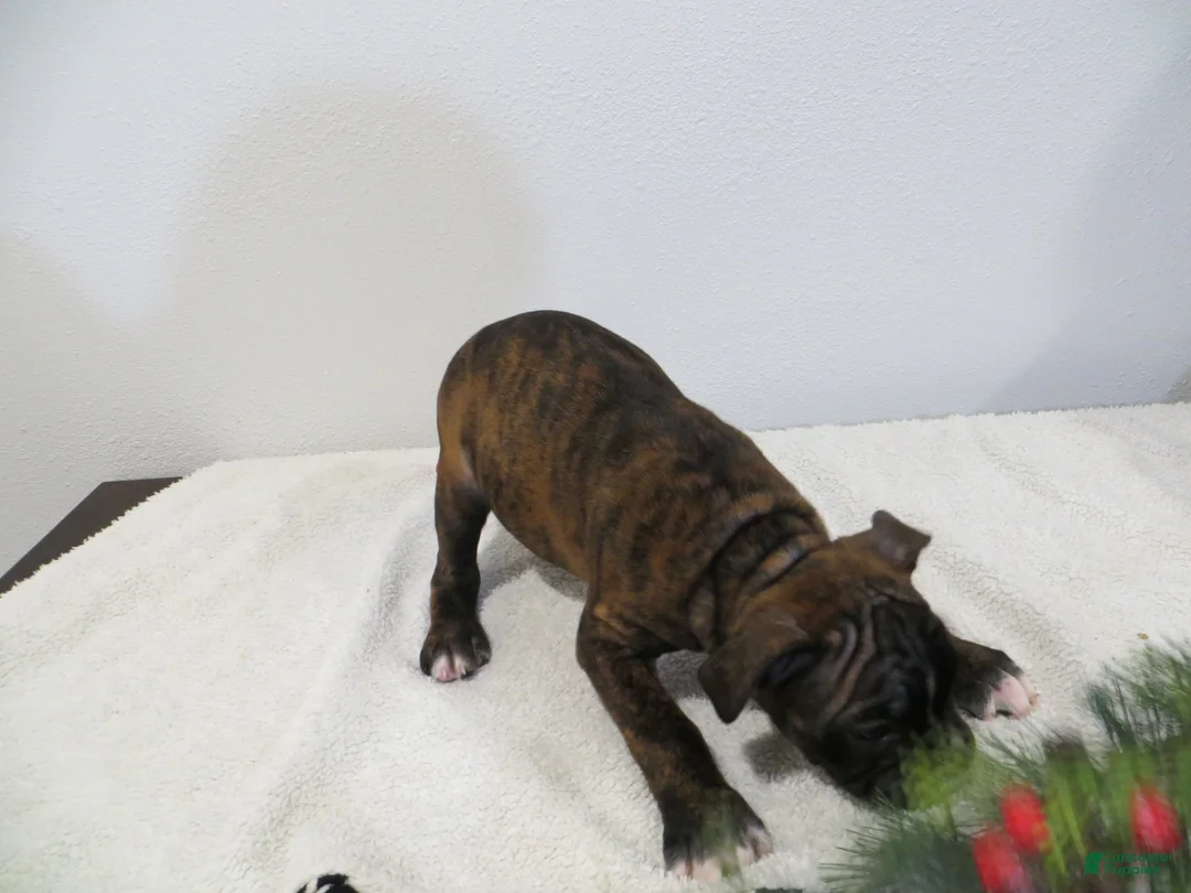 Boxer dogs for sale: 🛶CONUE - Ad 5