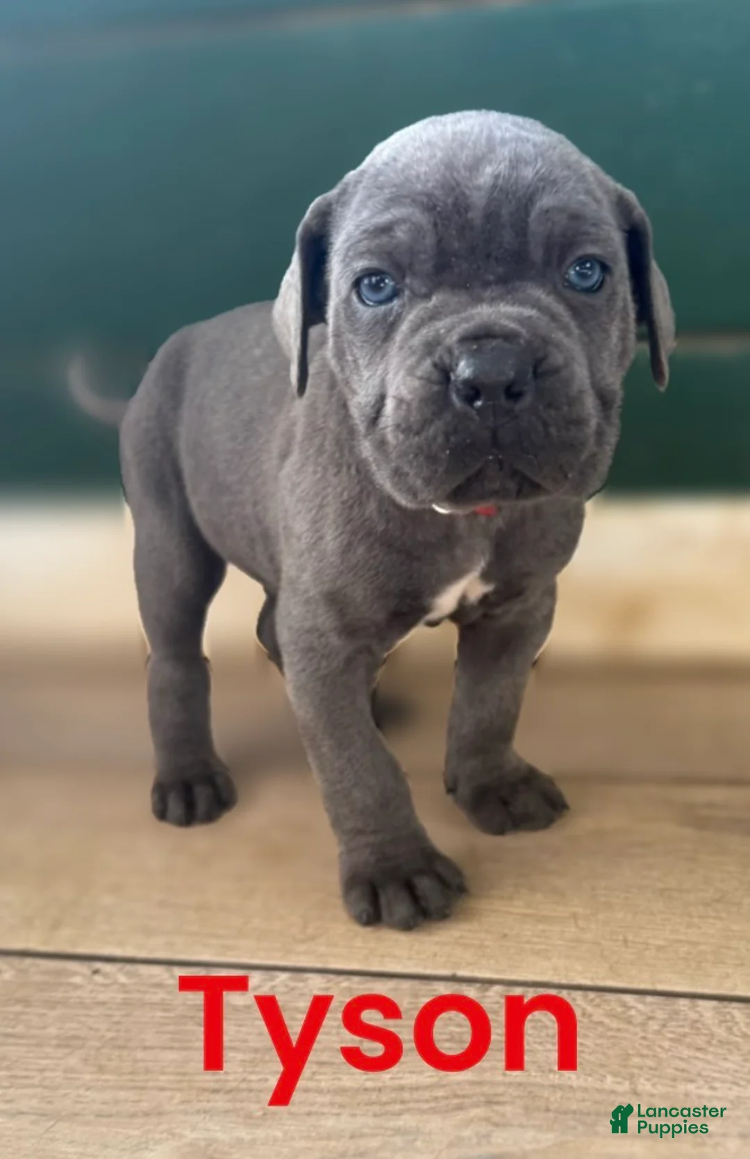Cane Corso dogs for sale: Tyson - Ad 1