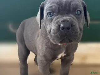 Cane Corso dogs Tyson - Ad 15