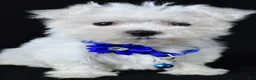 Maltese dogs for sale: Zebrina - Ad 6