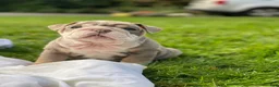 English Bulldog dogs for sale: Dicky - Ad 5