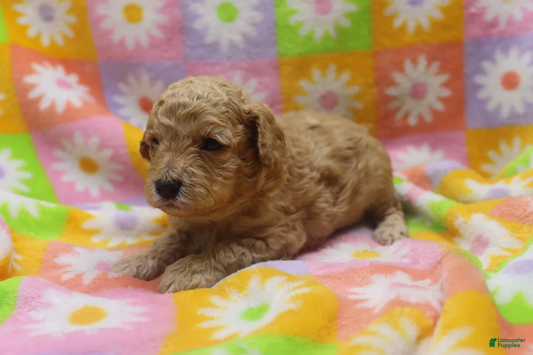 Toy Poodle dogs for sale: Vicking - Ad 2