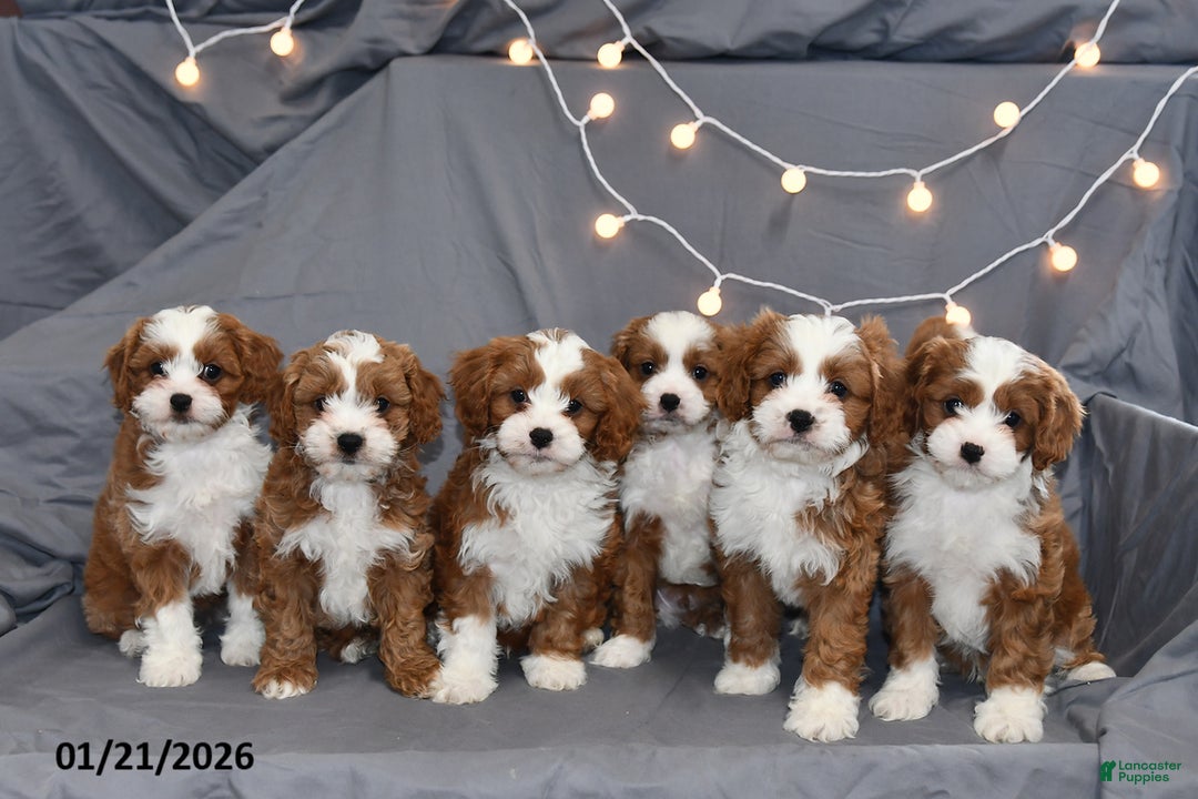 Cavapoo dogs for sale: Mickey - Ad 5