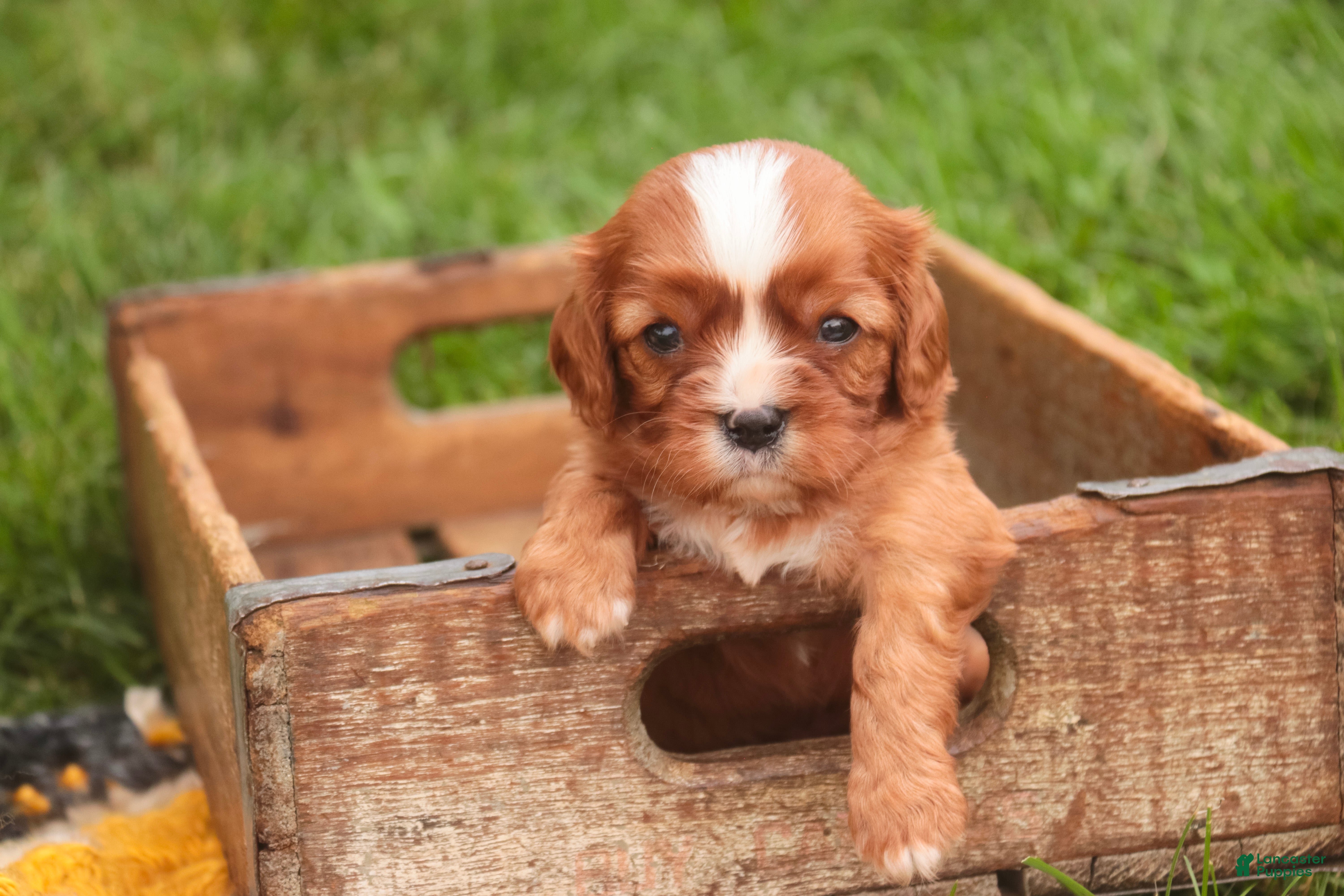 Cavalier King Charles Spaniel dogs Freddy Cavalier King Charles Spaniel  - Ad 1