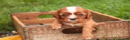 Cavalier King Charles Spaniel dogs for sale: Freddy Cavalier King Charles Spaniel  - Ad 10