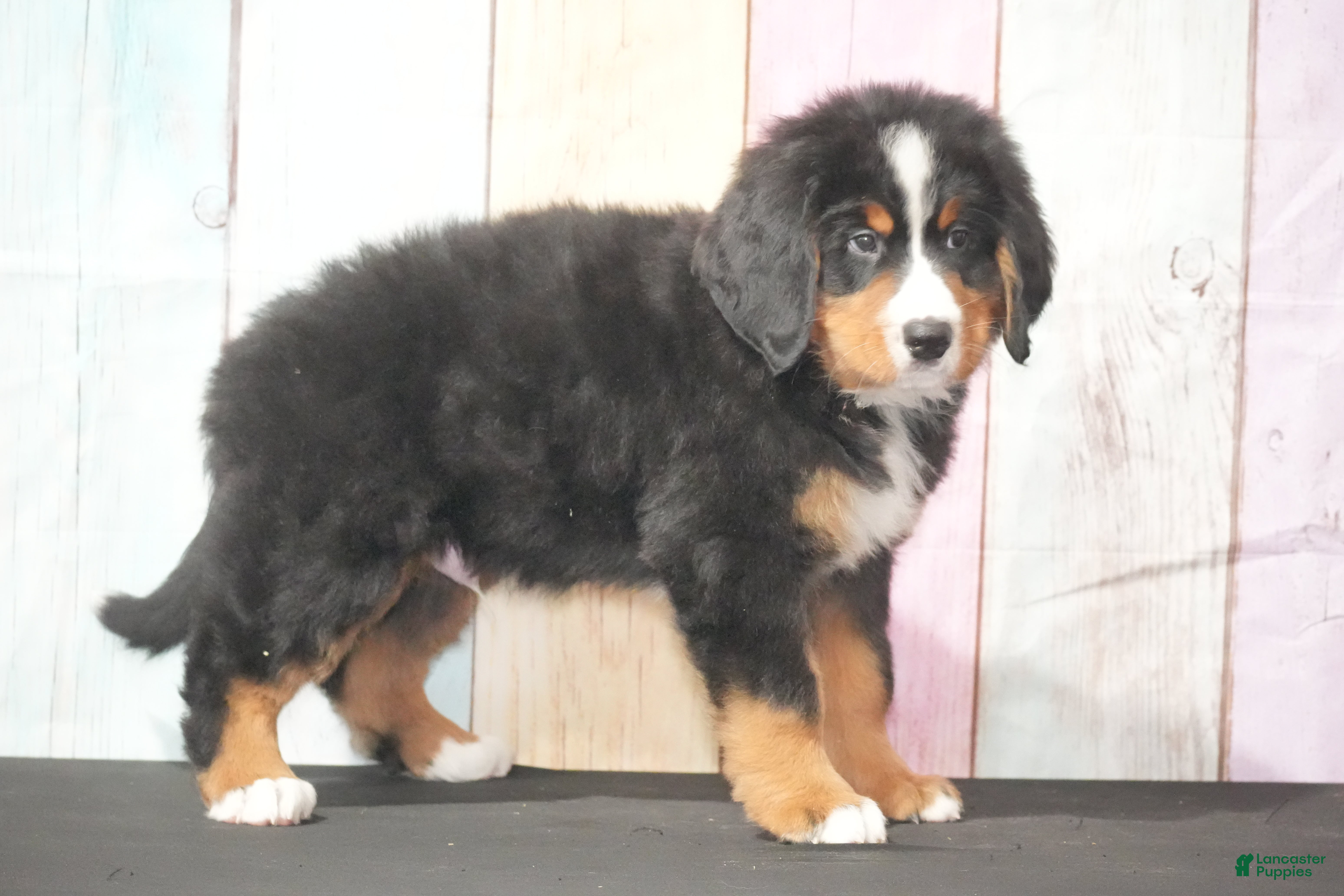 Bernese Mountain Dog dogs for sale: Bernese Mountain Dog Puppy 3 - Ad 2