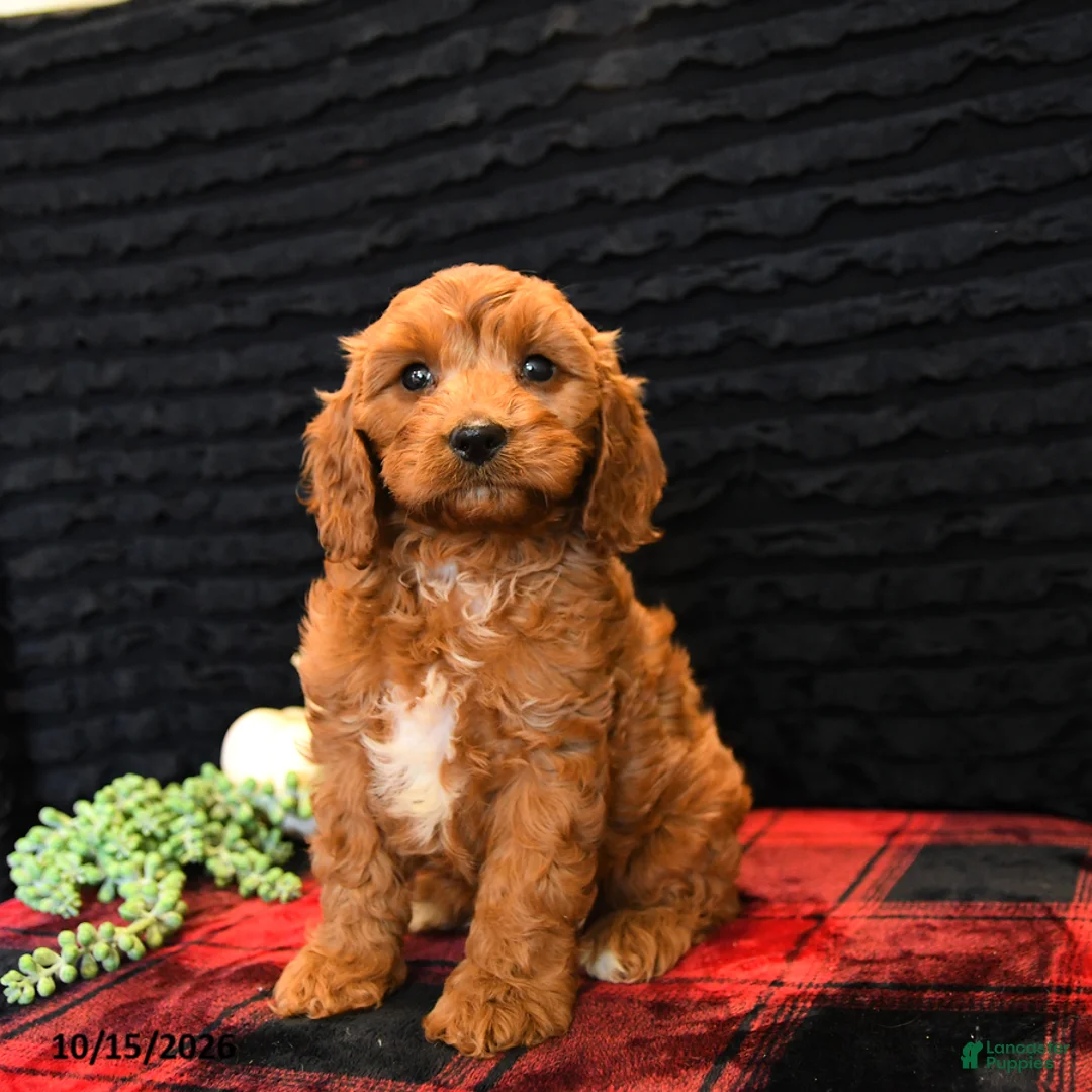 Cavapoo dogs for sale: Onxo - Ad 1