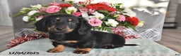 Miniature Dachshund dogs for sale: Jace - Ad 2
