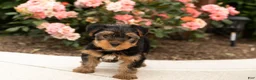 Yorkshire Terrier dogs for sale: Conquistador  - Ad 2