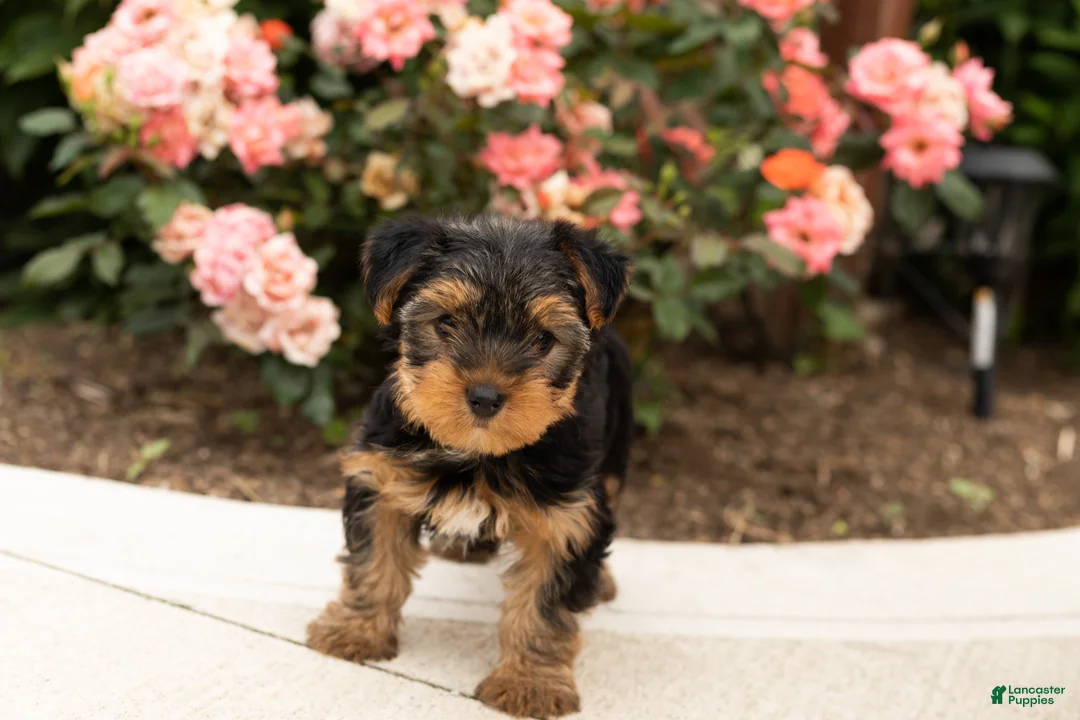 Yorkshire Terrier dogs for sale: Conquistador  - Ad 2