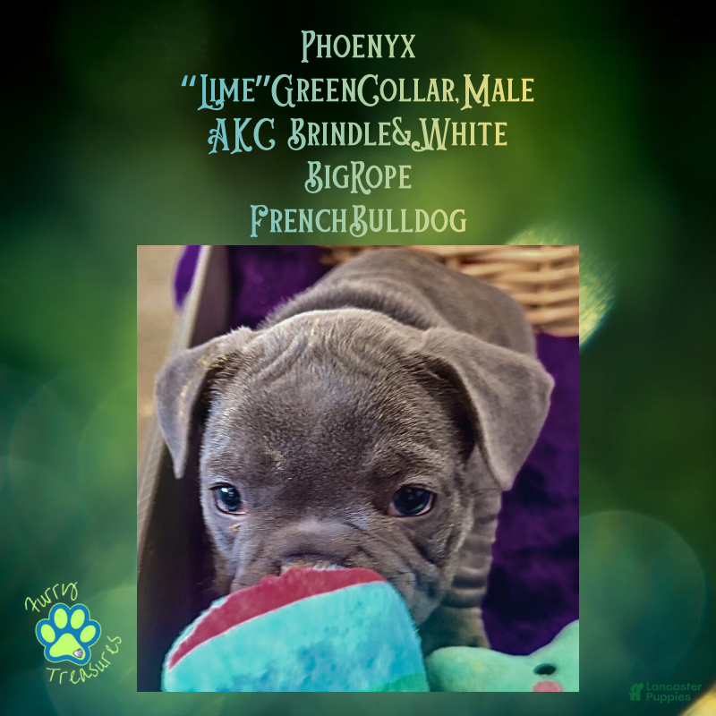 French Bulldog dogs Phoenyx “Lime Green Collar” Male  - Ad 30