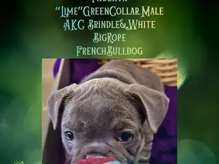 French Bulldog dogs Phoenyx “Lime Green Collar” Male - Ad 30