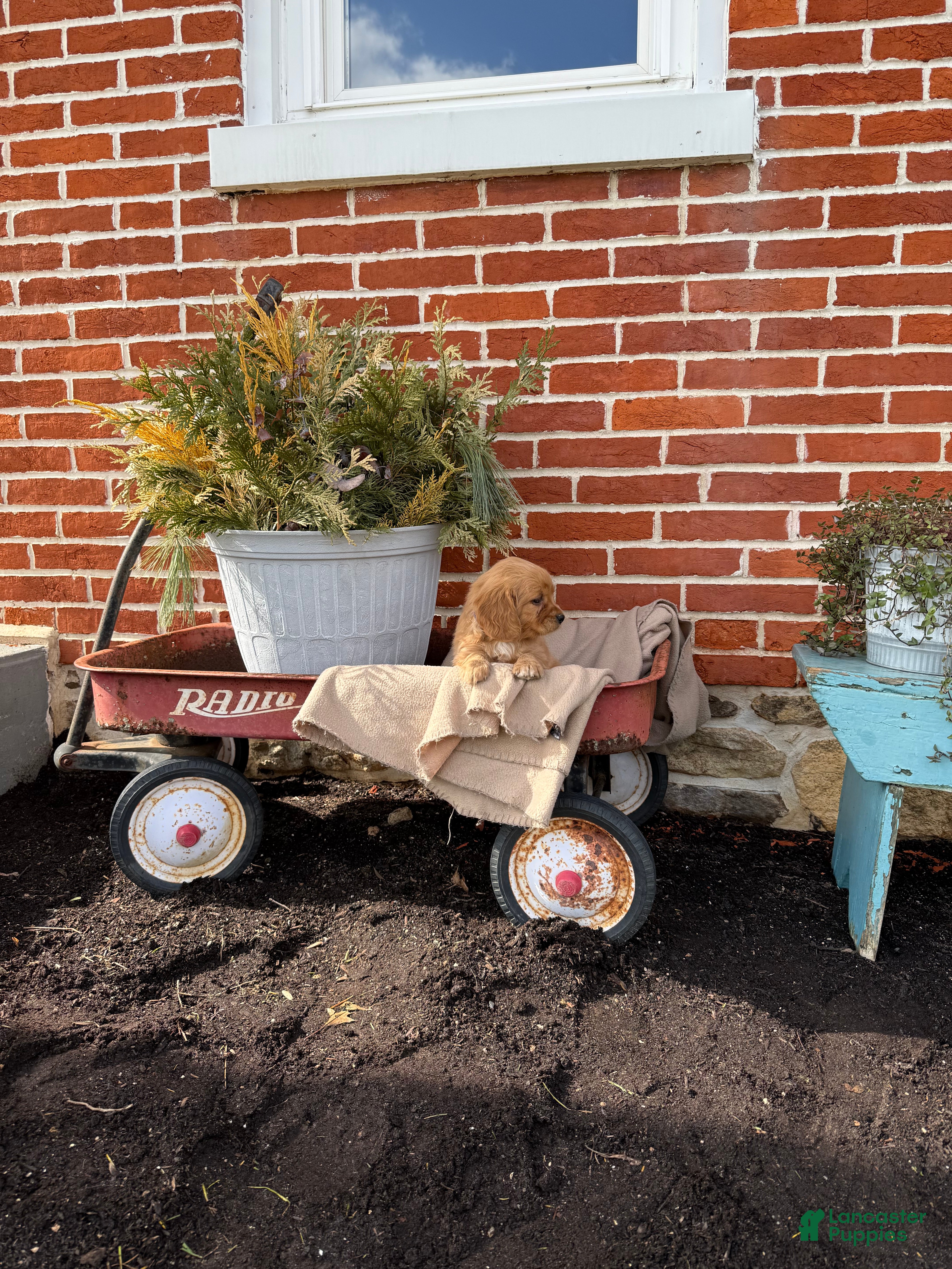 Miniature Golden Retriever dogs Miniature Golden Retriever Puppy 4 - Ad 2
