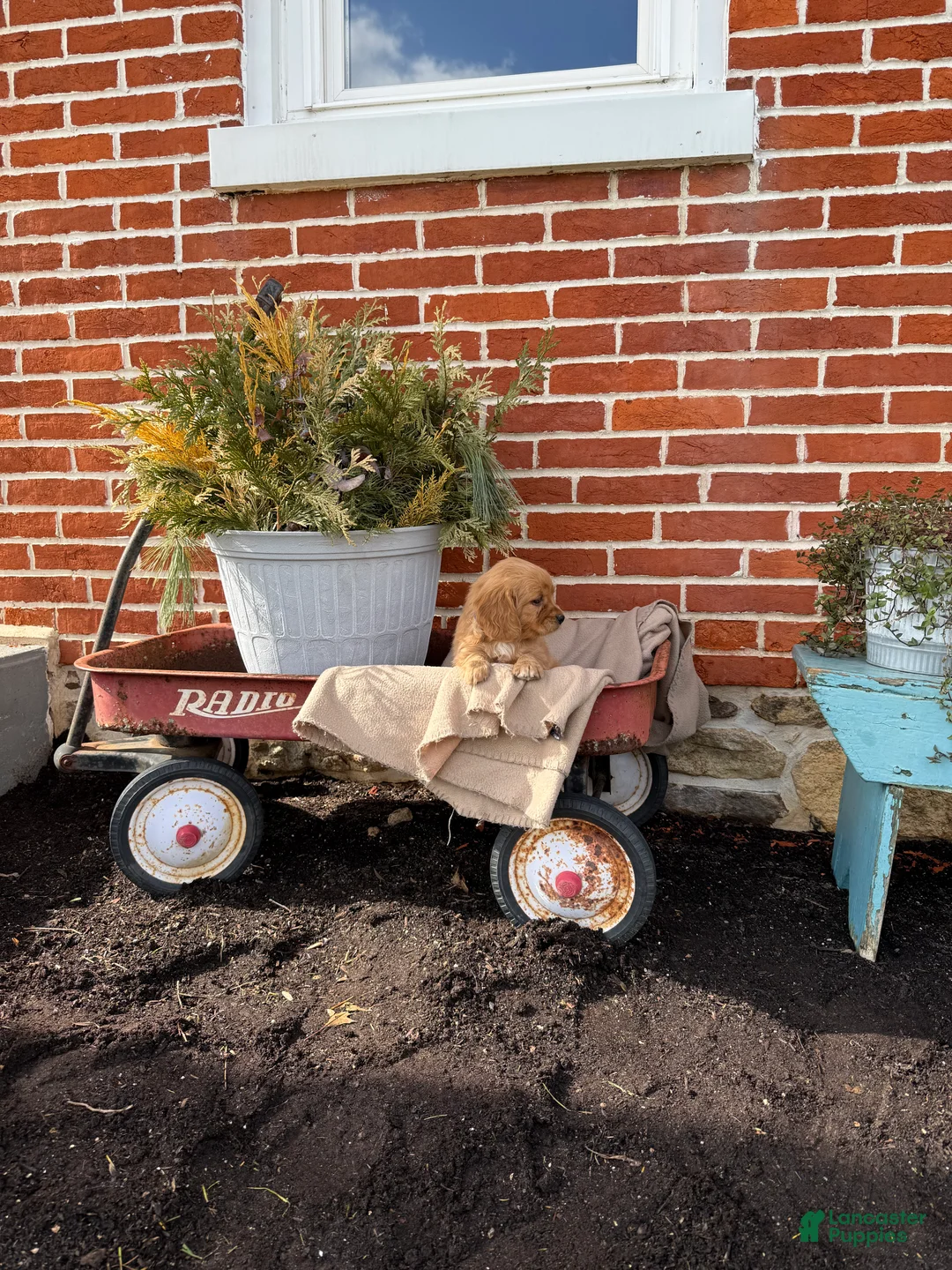 Miniature Golden Retriever dogs for sale: Miniature Golden Retriever Puppy 4 - Ad 2