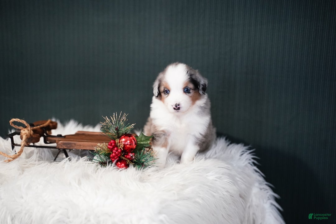 Miniature Australian Shepherd dogs for sale: Dustin - Ad 9