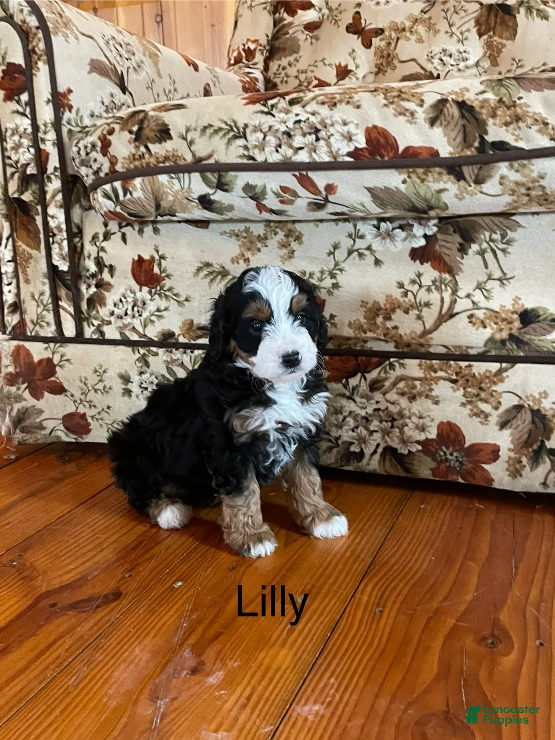Mini Bernedoodle dogs for sale: Mini Bernedoodle Puppy 1 - Ad 1