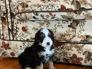 Mini Bernedoodle dogs Mini Bernedoodle Puppy 1 - Ad 18