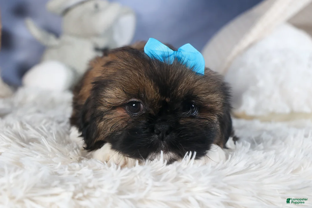Shih Tzu dogs for sale: JOEY - Ad 10