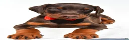 Doberman Pinscher dogs for sale: Bruno - Ad 4