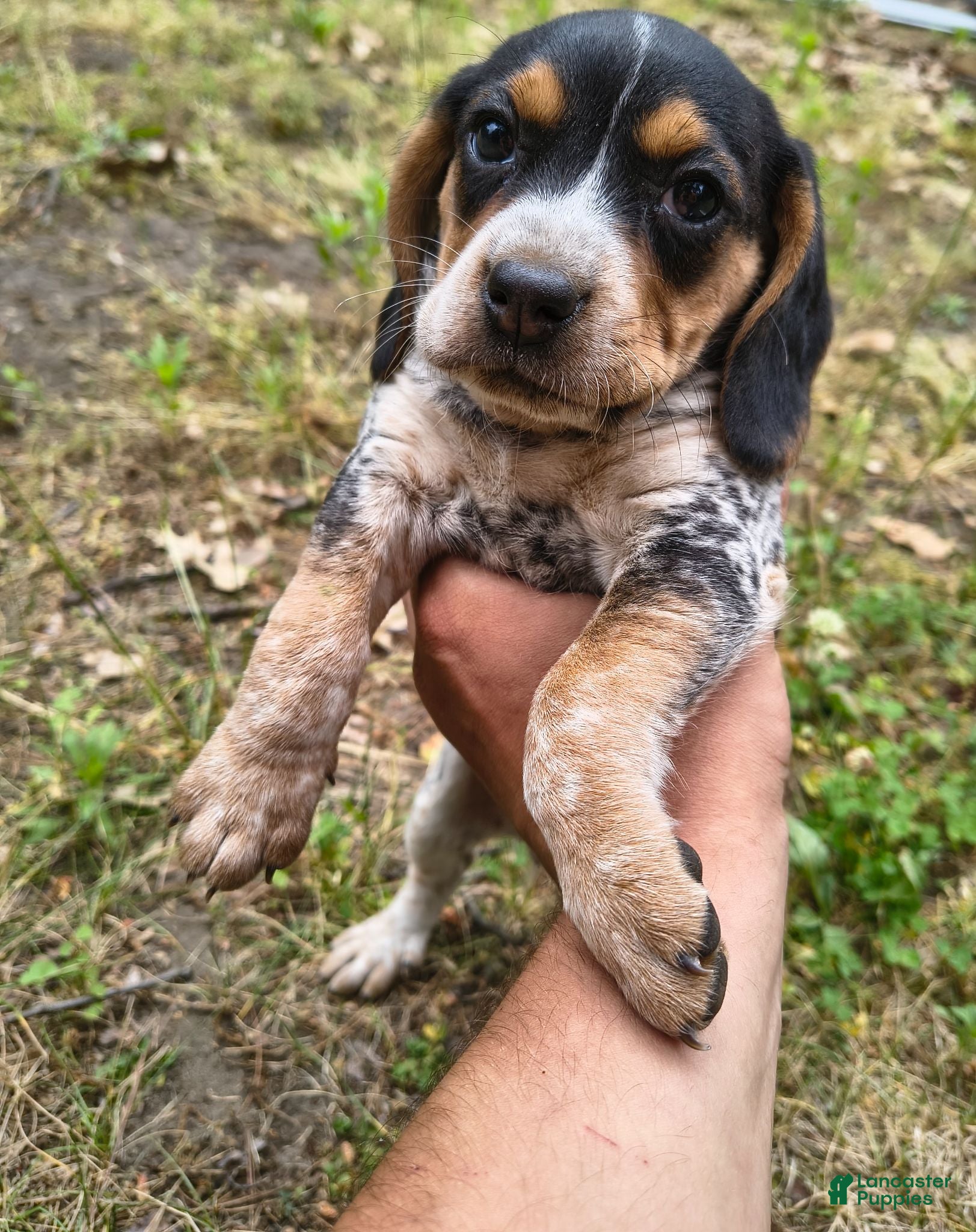 Beagle dogs Girl 5 - Ad 8