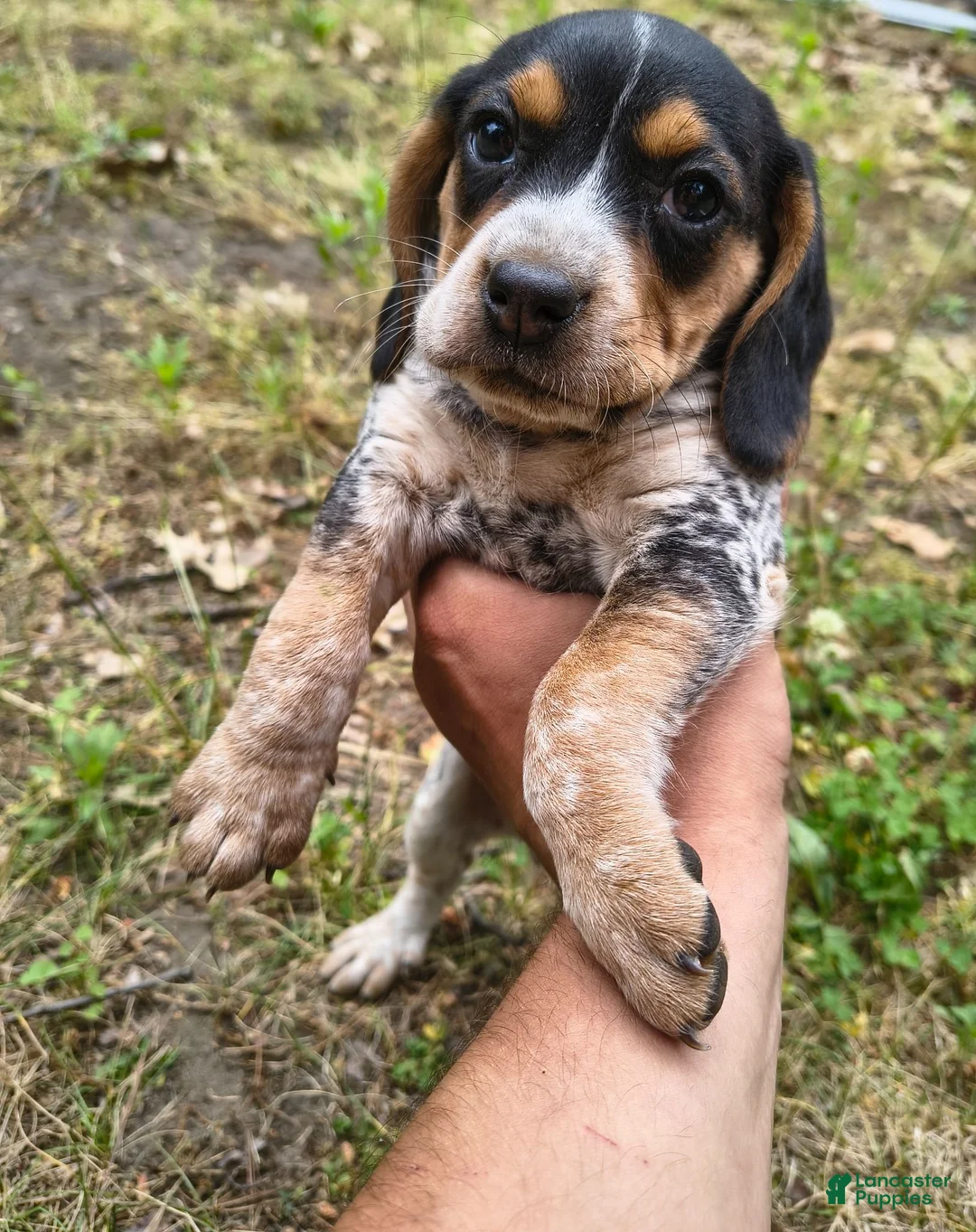 Beagle dogs for sale: Girl 5 - Ad 1