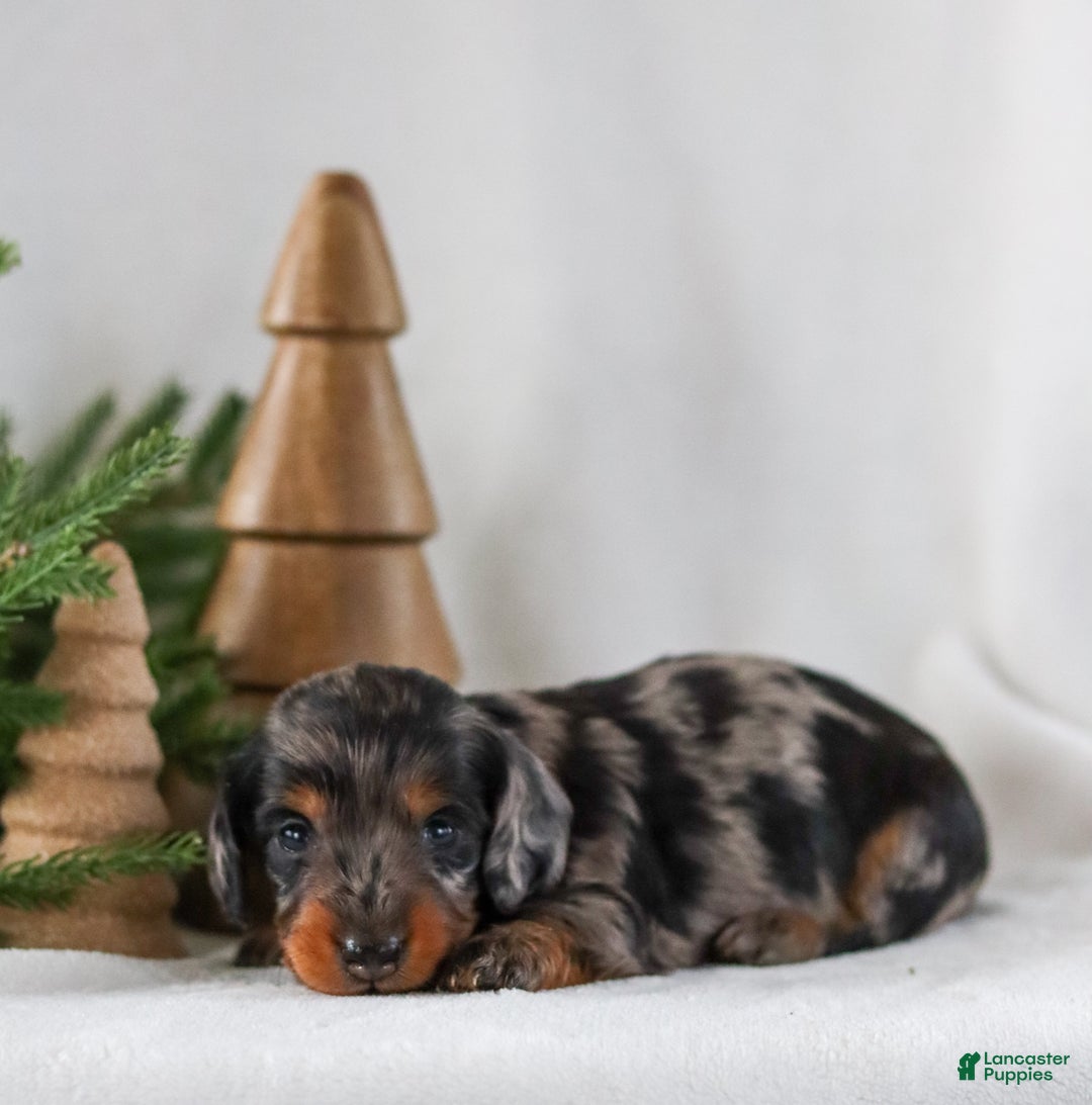 Miniature Dachshund dogs for sale: Izza - Ad 10
