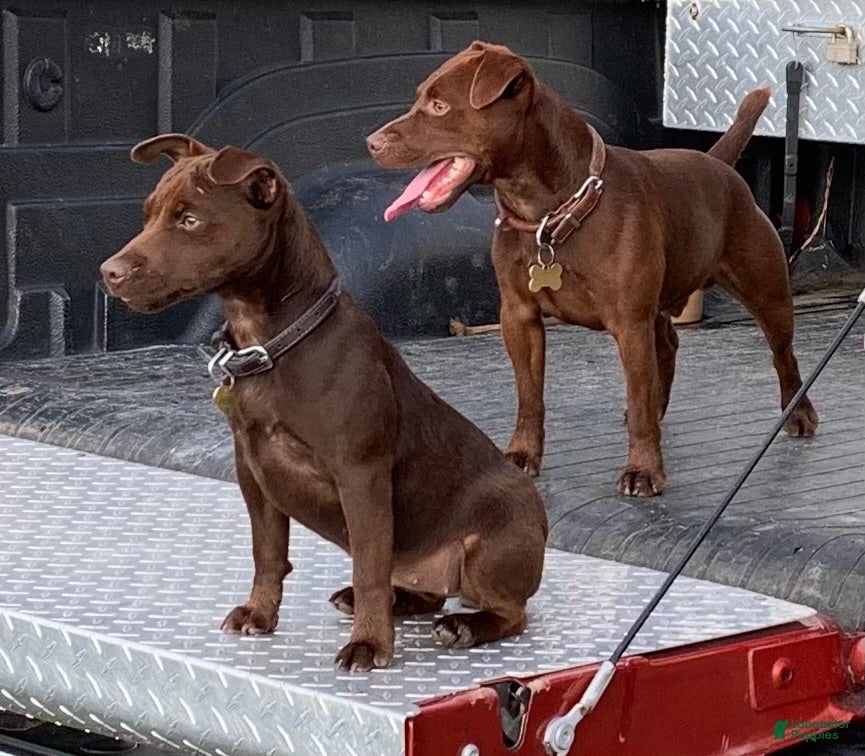 Patterdale Terrier dogs Patterdale Terrier 3 - Ad 2