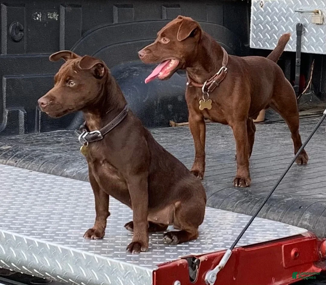 Patterdale Terrier dogs for sale: Patterdale Terrier 3 - Ad 2