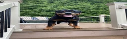 Rottweiler dogs for sale: Zeus - Ad 7