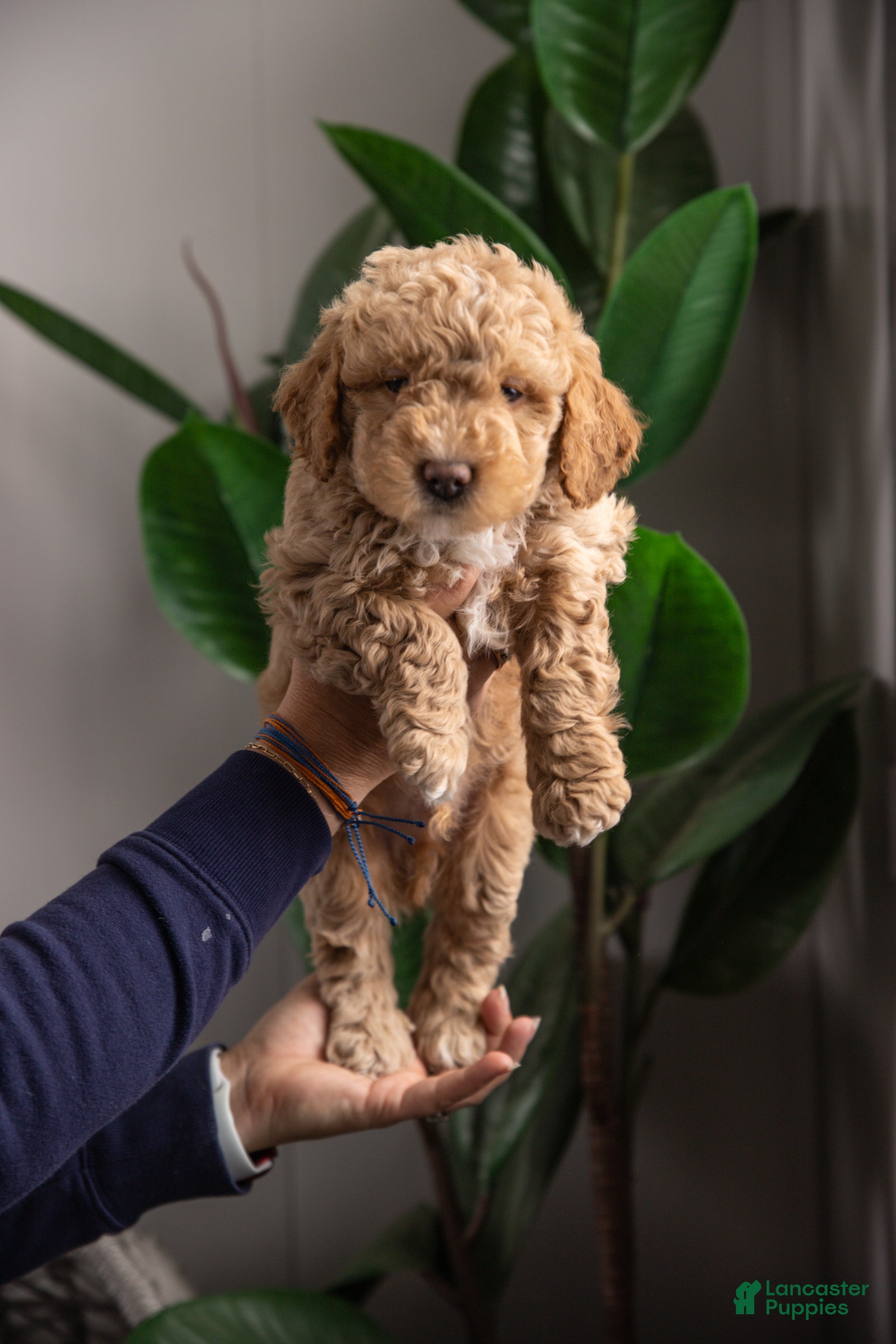 Mixed Breed dogs Seahawk - Ad 1