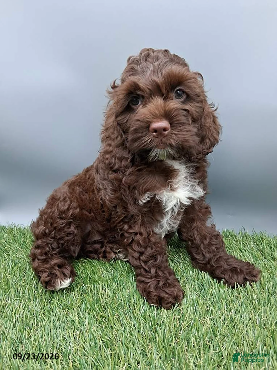 Cockapoo dogs for sale: Amber - Ad 1
