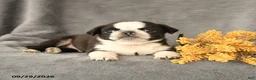 Pug dogs for sale: Kyle - Ad 3
