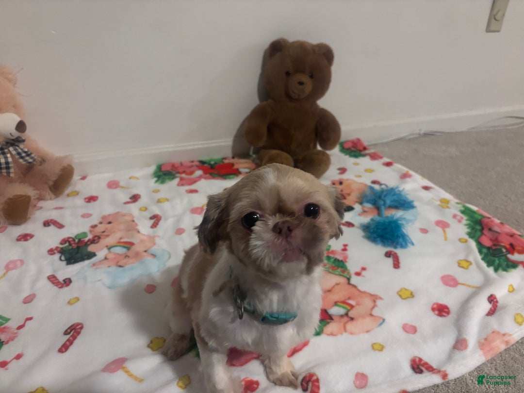 Shih Tzu dogs for sale: Duchess  - Ad 4