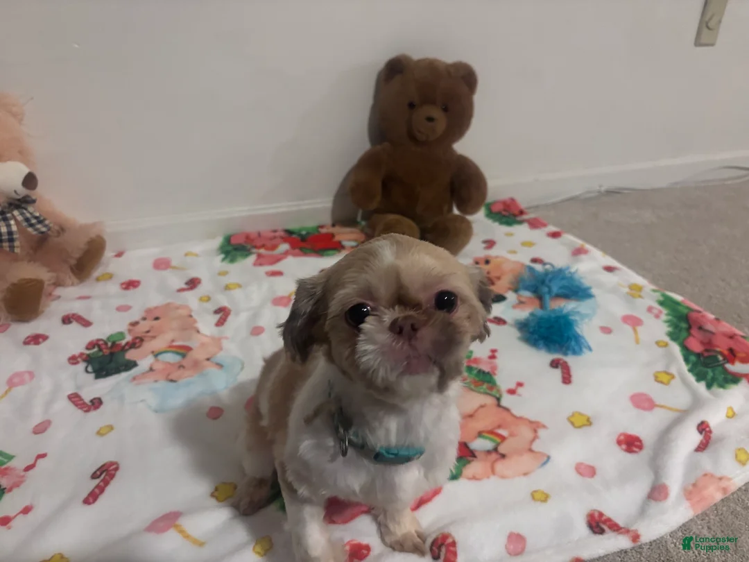 Shih Tzu dogs for sale: Duchess  - Ad 4
