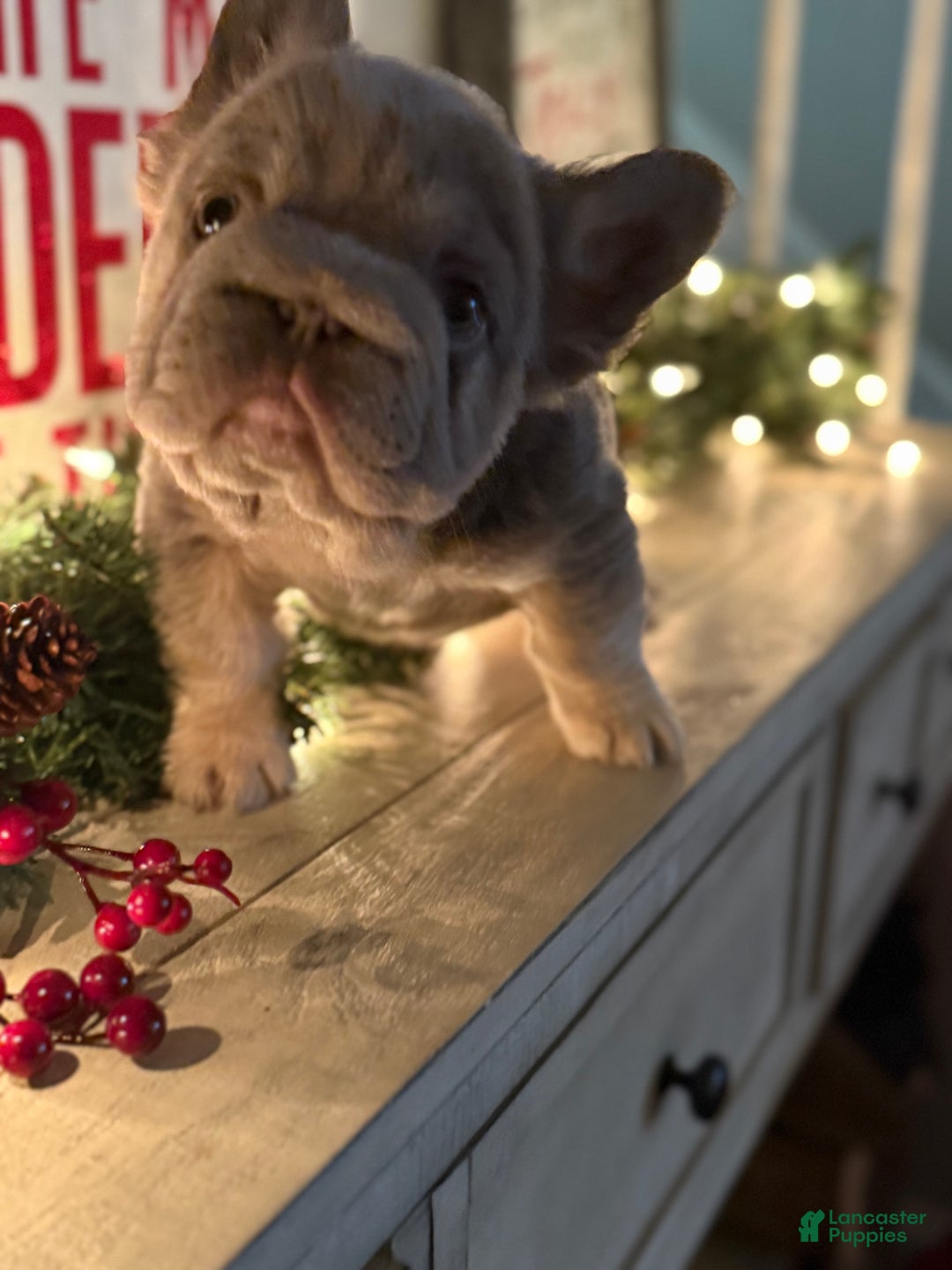 French Bulldog dogs for sale: Noelle - Ad 1