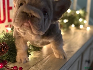 French Bulldog dogs Noelle - Ad 31