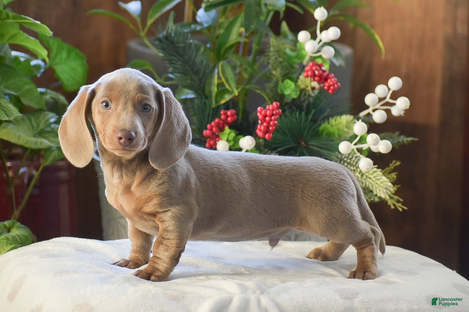 Dachshund dogs Frosty - Ad 6