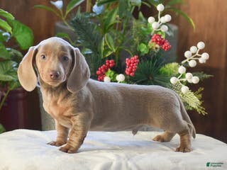 Dachshund dogs Frosty - Ad 17
