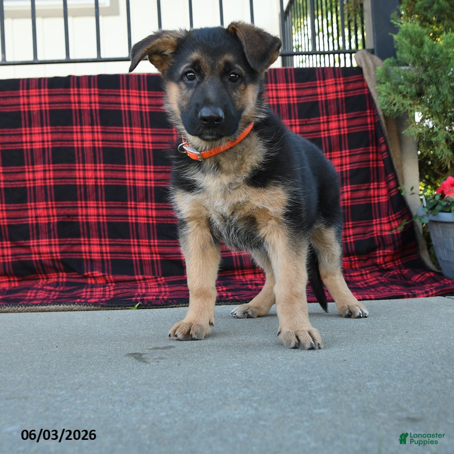 Mixed Breed dogs Rose  - Ad 2