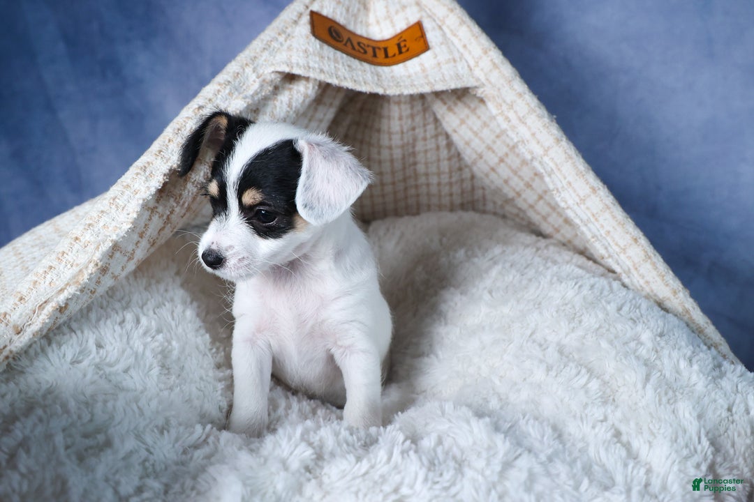 Chipoo dogs for sale: Kisses - Ad 12