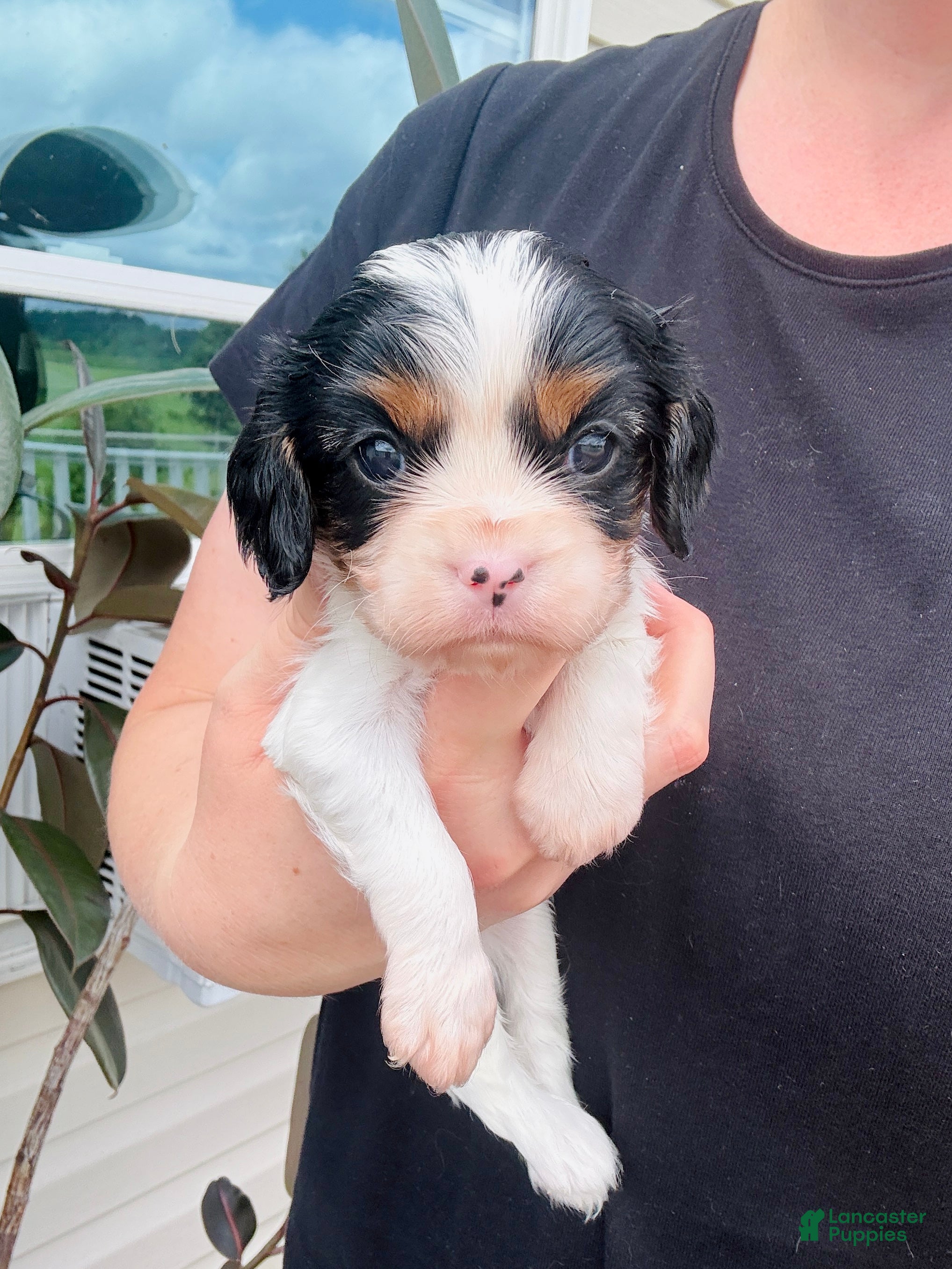 Cavalier King Charles Spaniel dogs Lucas - Ad 2