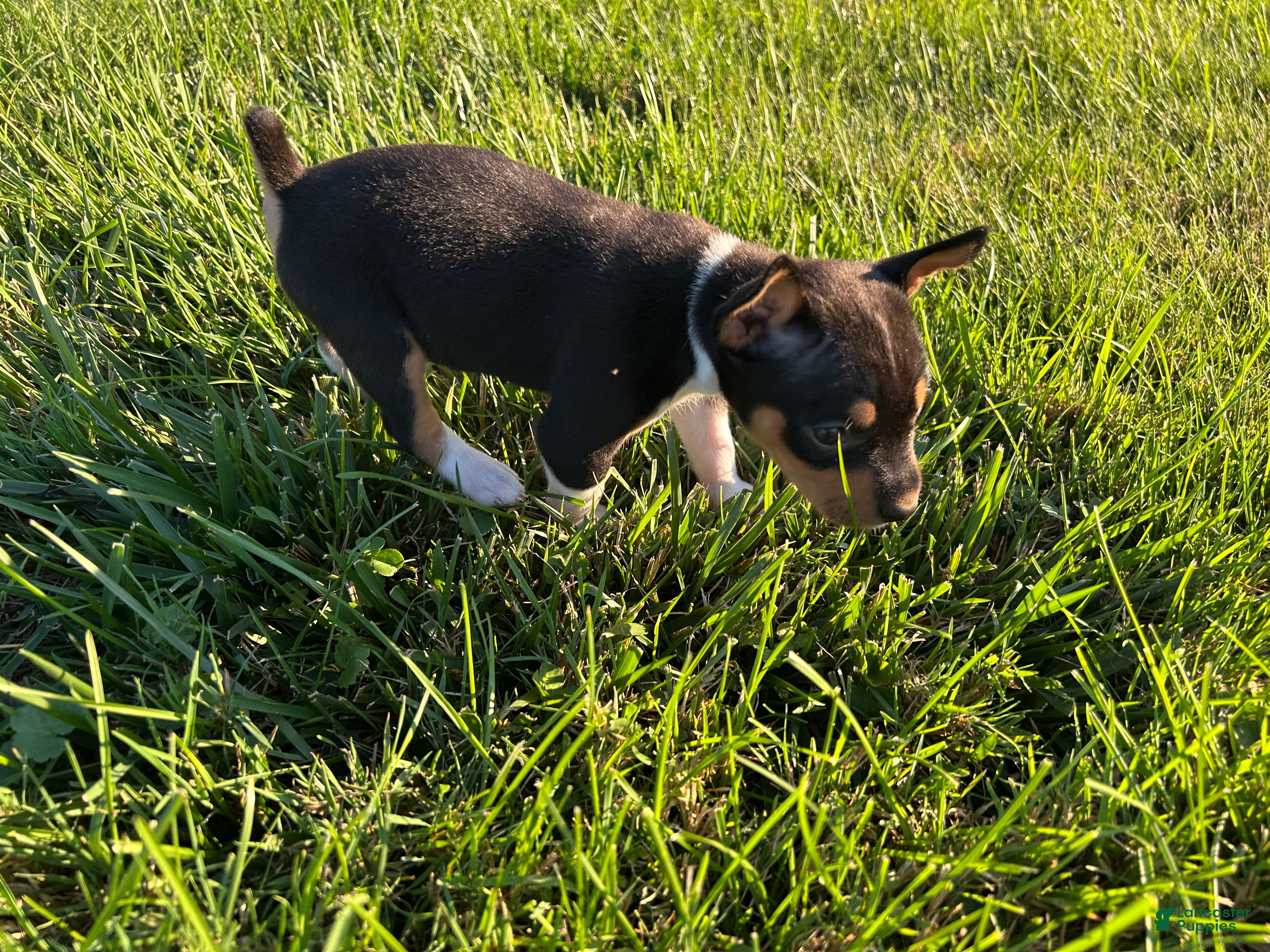 Rat Terrier dogs Old Dominion terrier Bonnie  - Ad 6