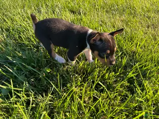 Rat Terrier dogs Old Dominion terrier Bonnie - Ad 6