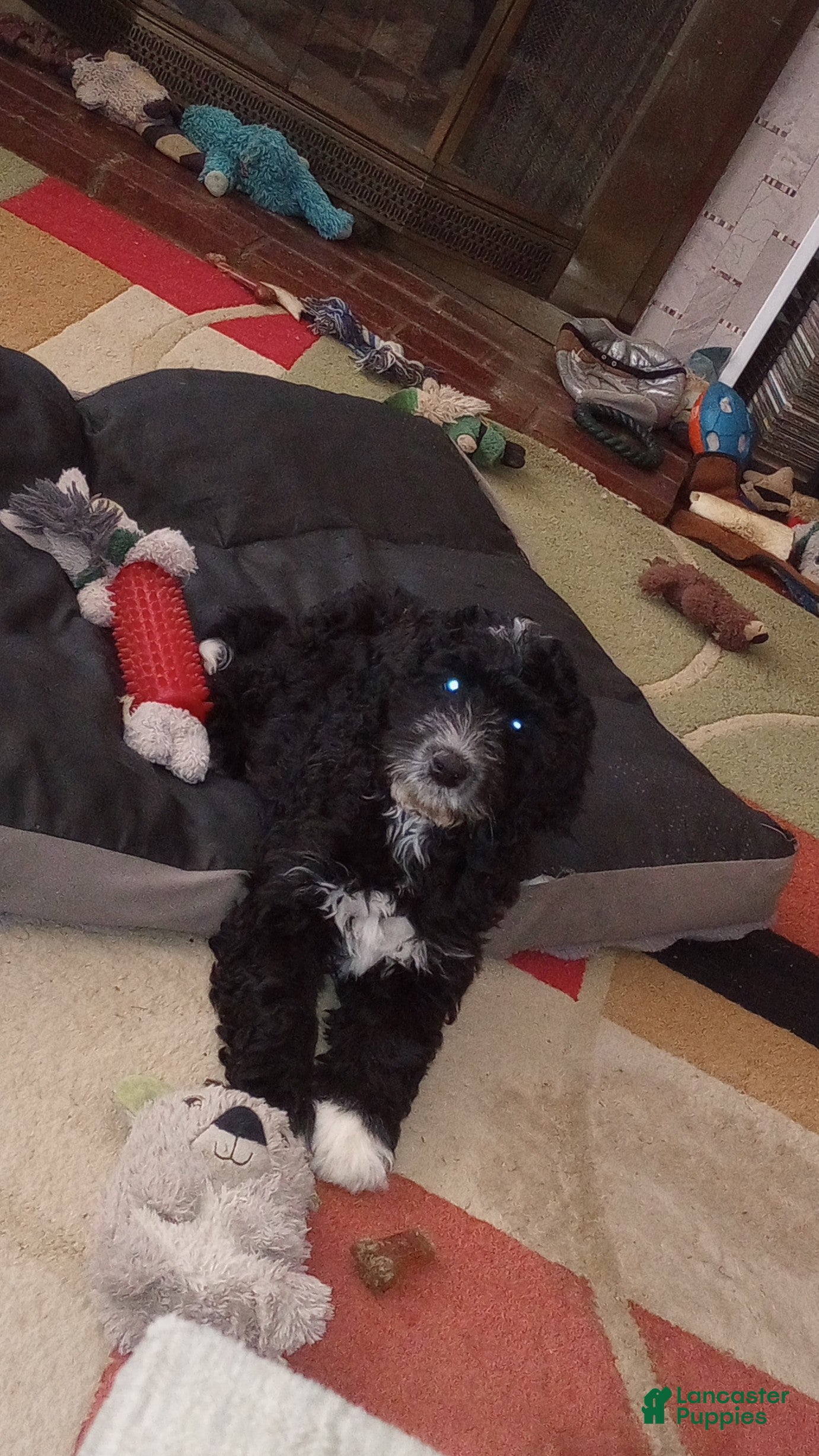 Mini Bernedoodle dogs Adele - Ad 1