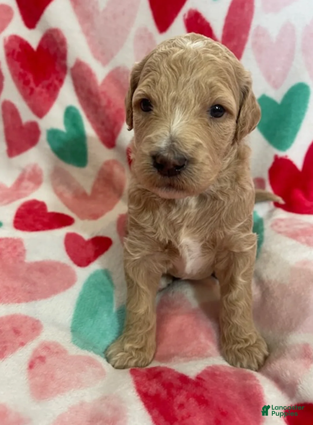 Double Doodle dogs for sale: Prim - Ad 2